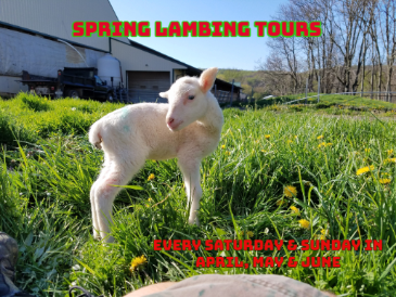 SPRING: Lambing Season Tours 2026
